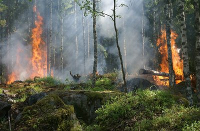 Waldbrandgefahr: Rauchen und Feuerentzünden im Wald verboten