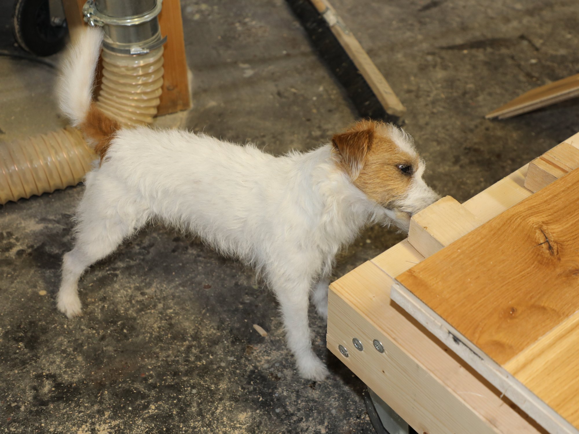 Kleiner Hund beschnuppert einen Stapel Holz