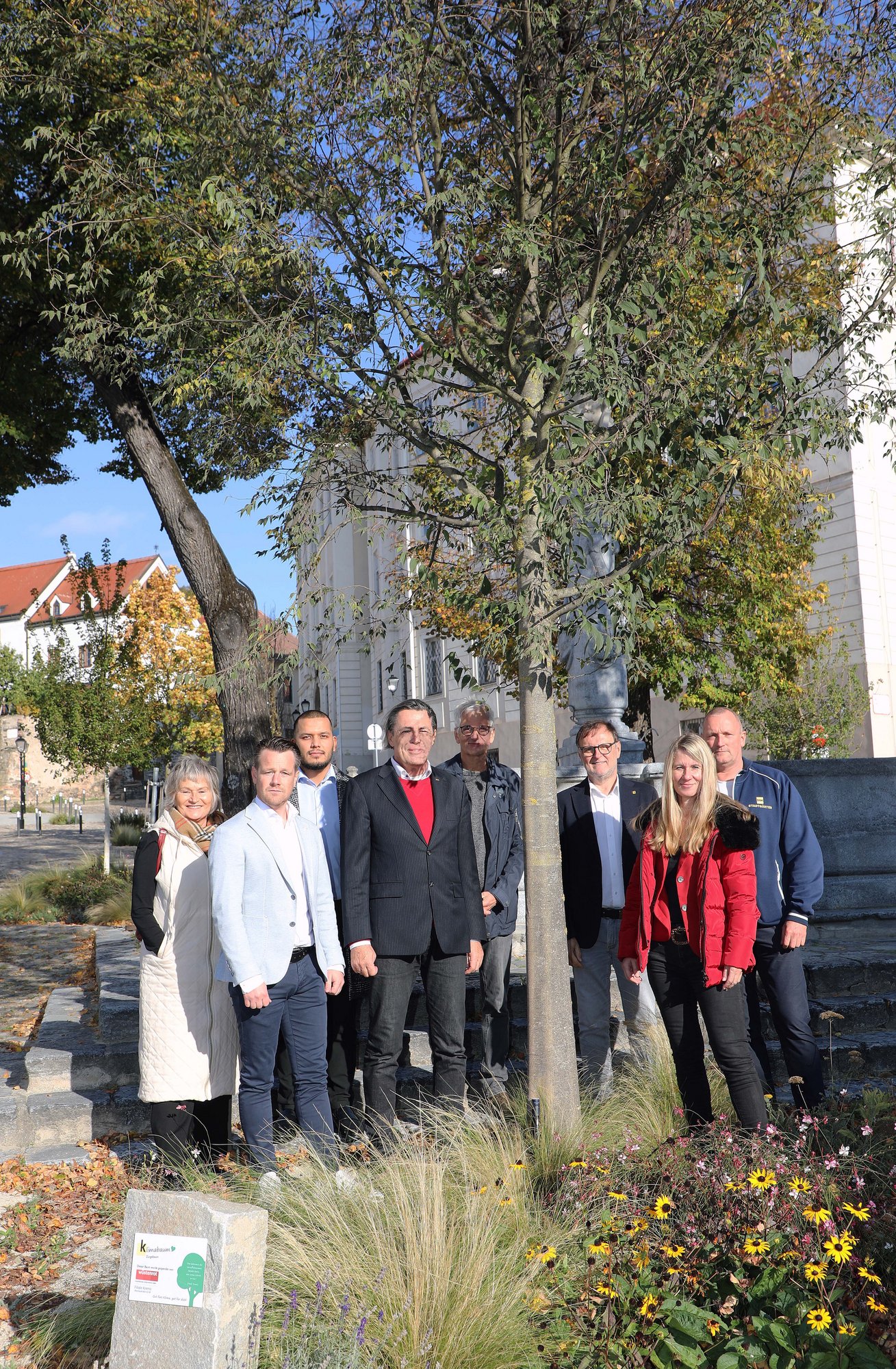 17.10.2024, Pate Wüstenrot Versicherung Zweigstelle Krems am Hohen Markt, Baumart Zürgelbaum